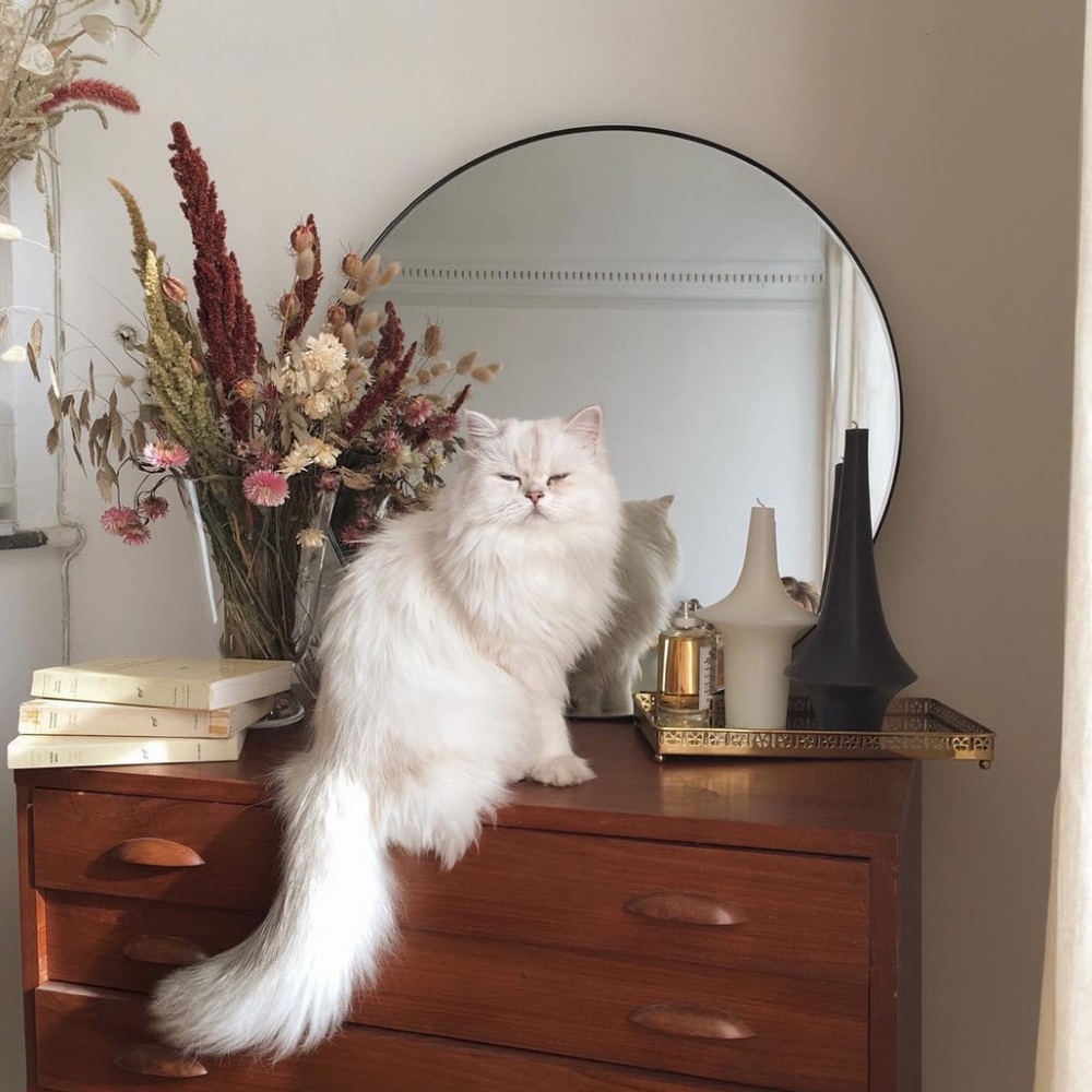 🐈 Paws Clothing Boutique 🐩